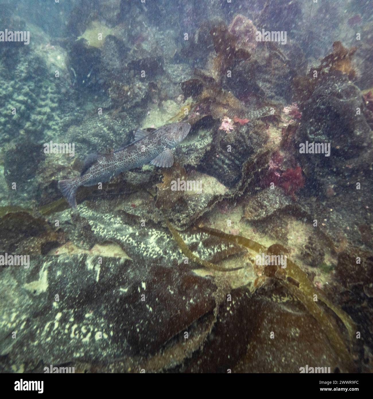 Underwater view of a fish at the bottom of the ocean, Ogden Point, Vancouver Island, Victoria, British Columbia, Canada Stock Photo