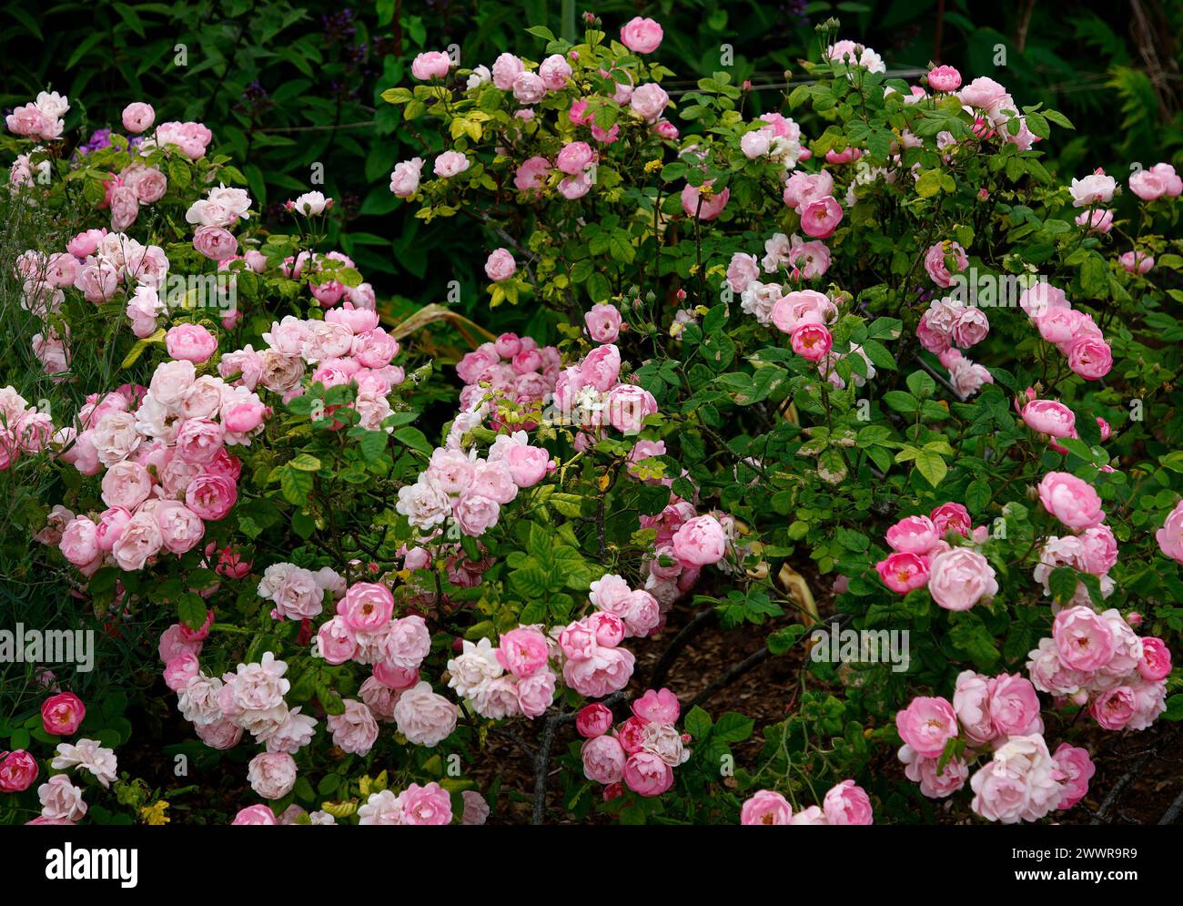 Closeup of the pink flowers of the garden shrub rose rosa raubritter macrantha. Stock Photo