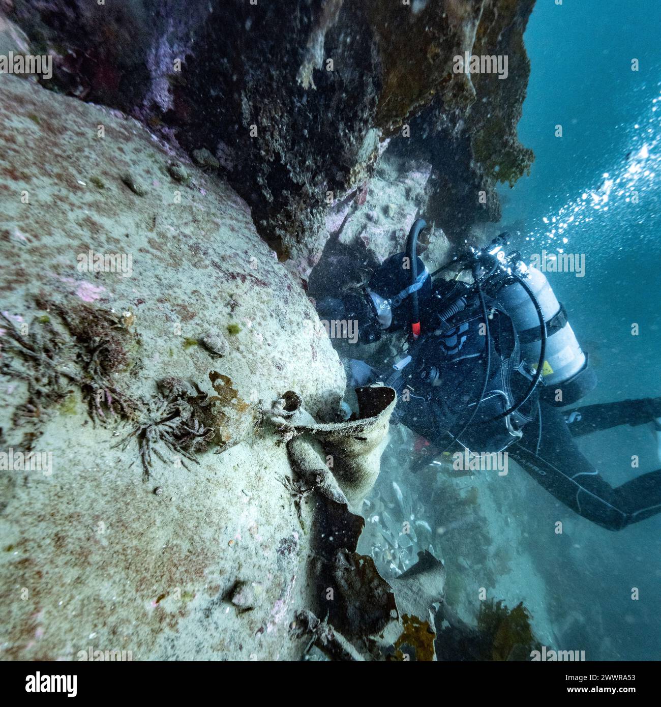 Scuba diver in the ocean at Sooke Bay, Vancouver Island, British Columbia, Canada Stock Photo