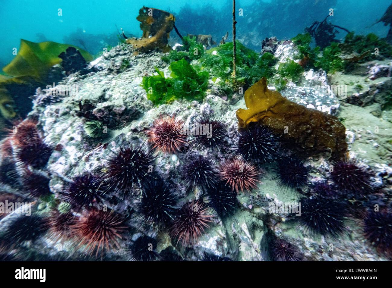 Marine life on the ocean floor, Sooke Bay, Vancouver Island, British Columbia, Canada Stock Photo