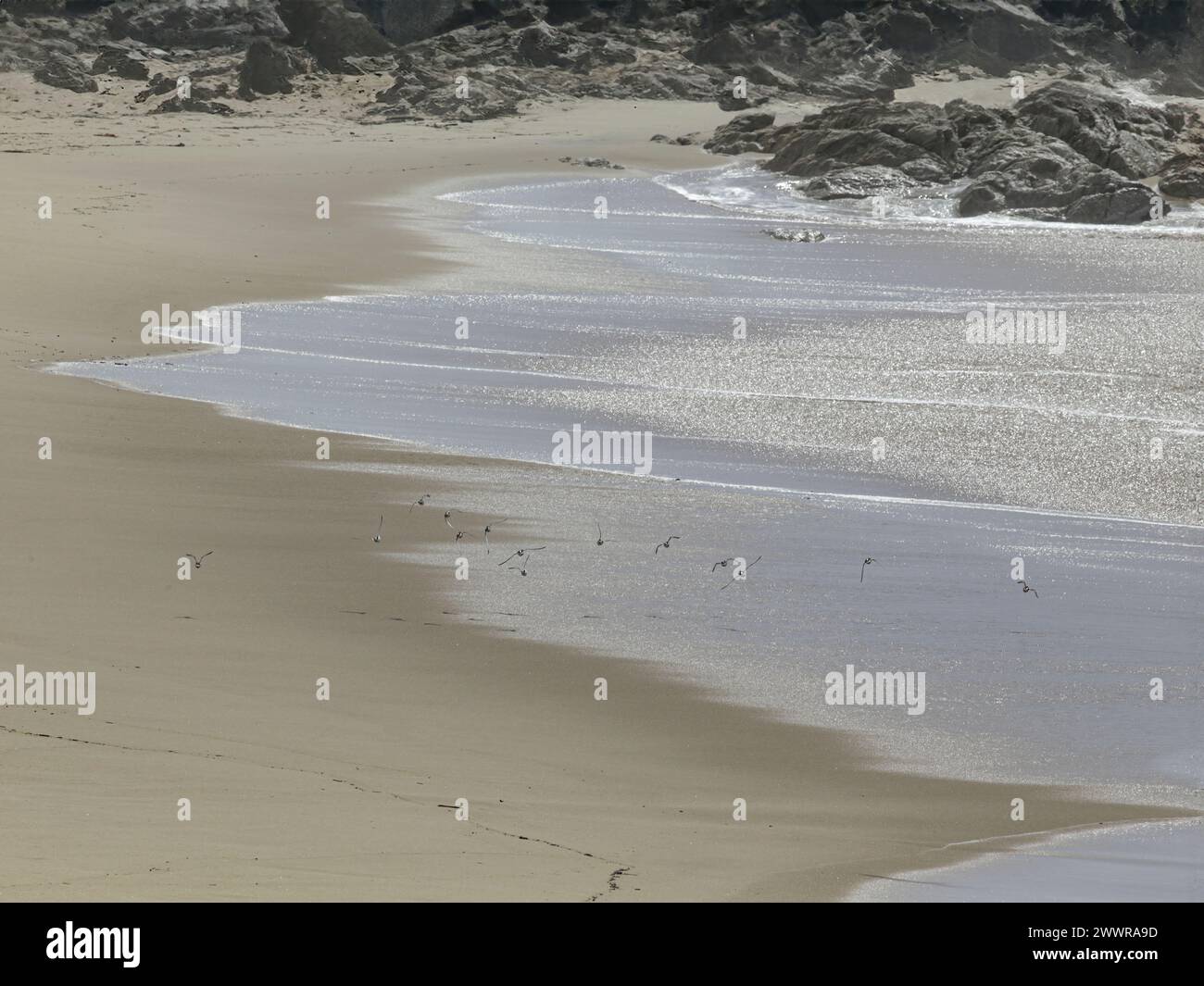 Beautiful empty sea beach from the north of Portual seeing a shorebird flock in flight passing by Stock Photo