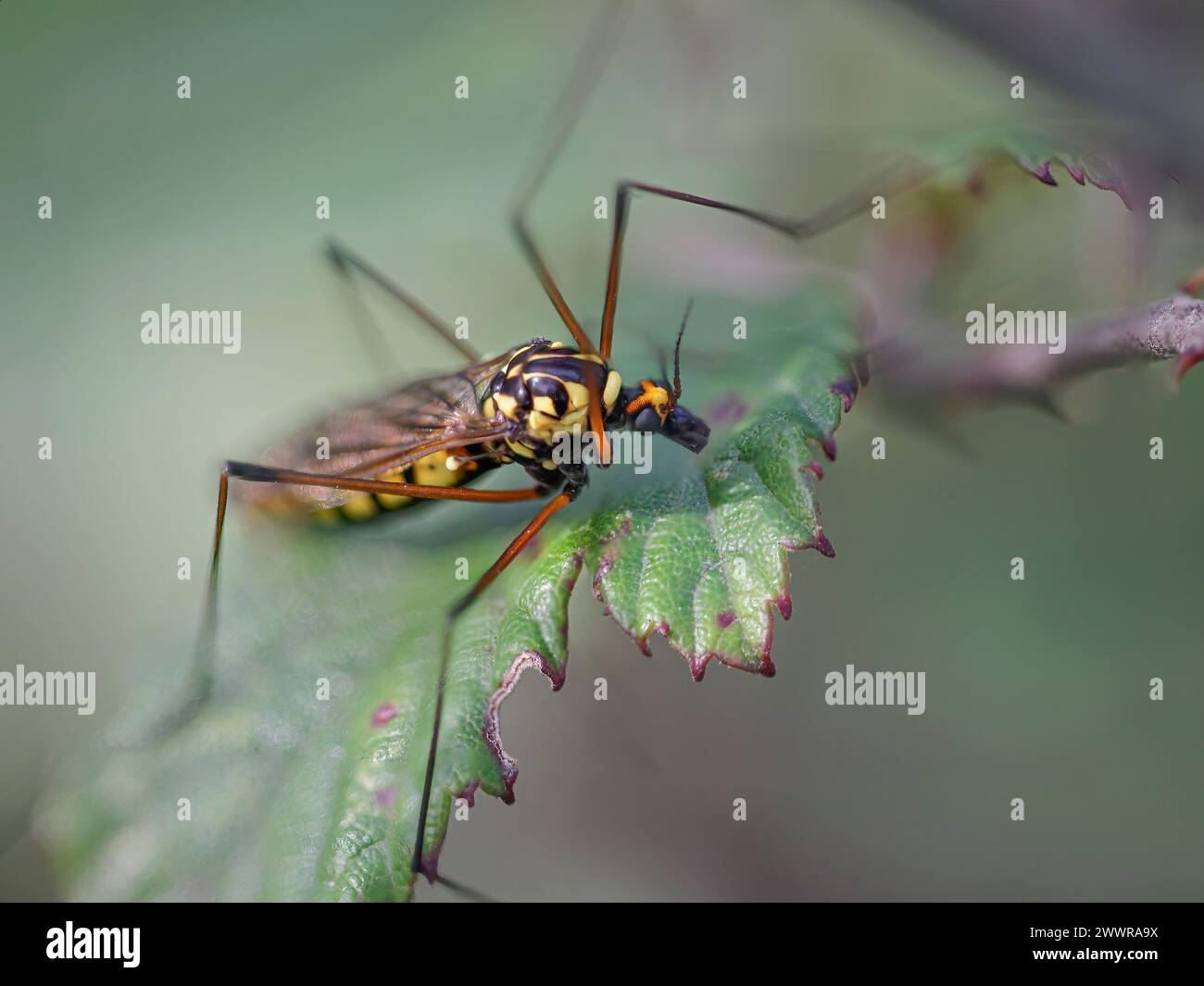 small-yellow-mosquito-early-hi-res-stock-photography-and-images-alamy