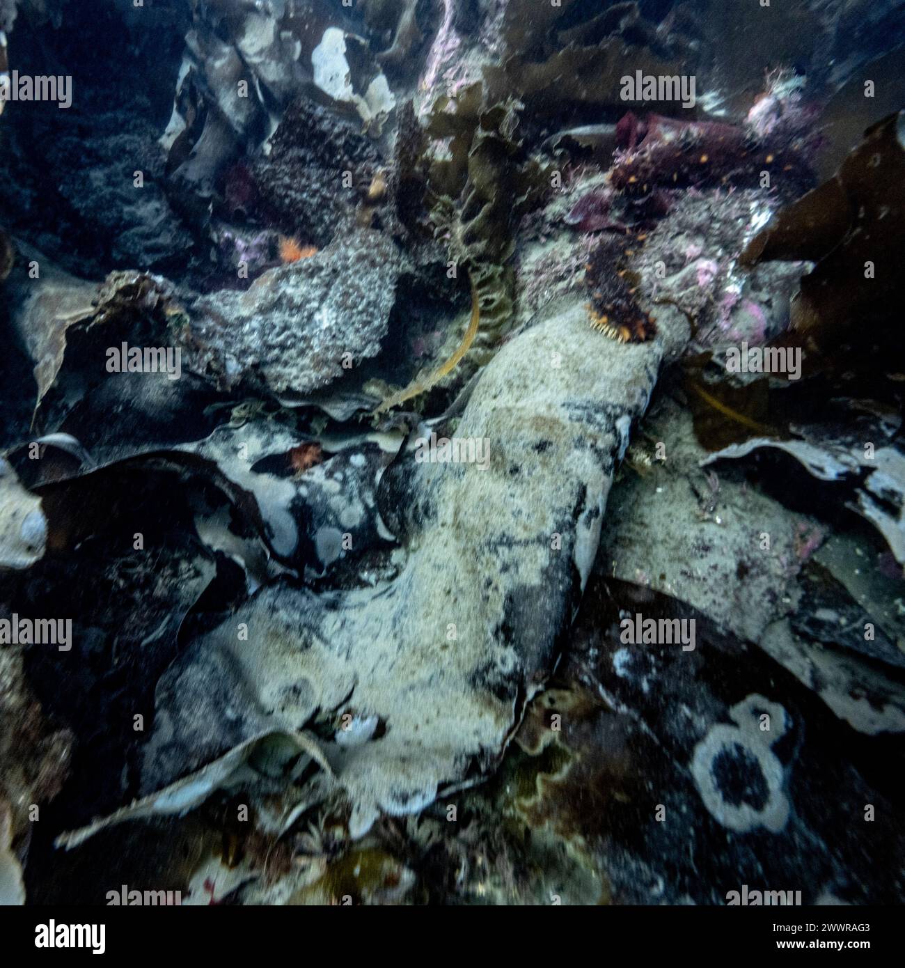 Marine life on the ocean floor, Sooke Bay, Vancouver Island, British Columbia, Canada Stock Photo