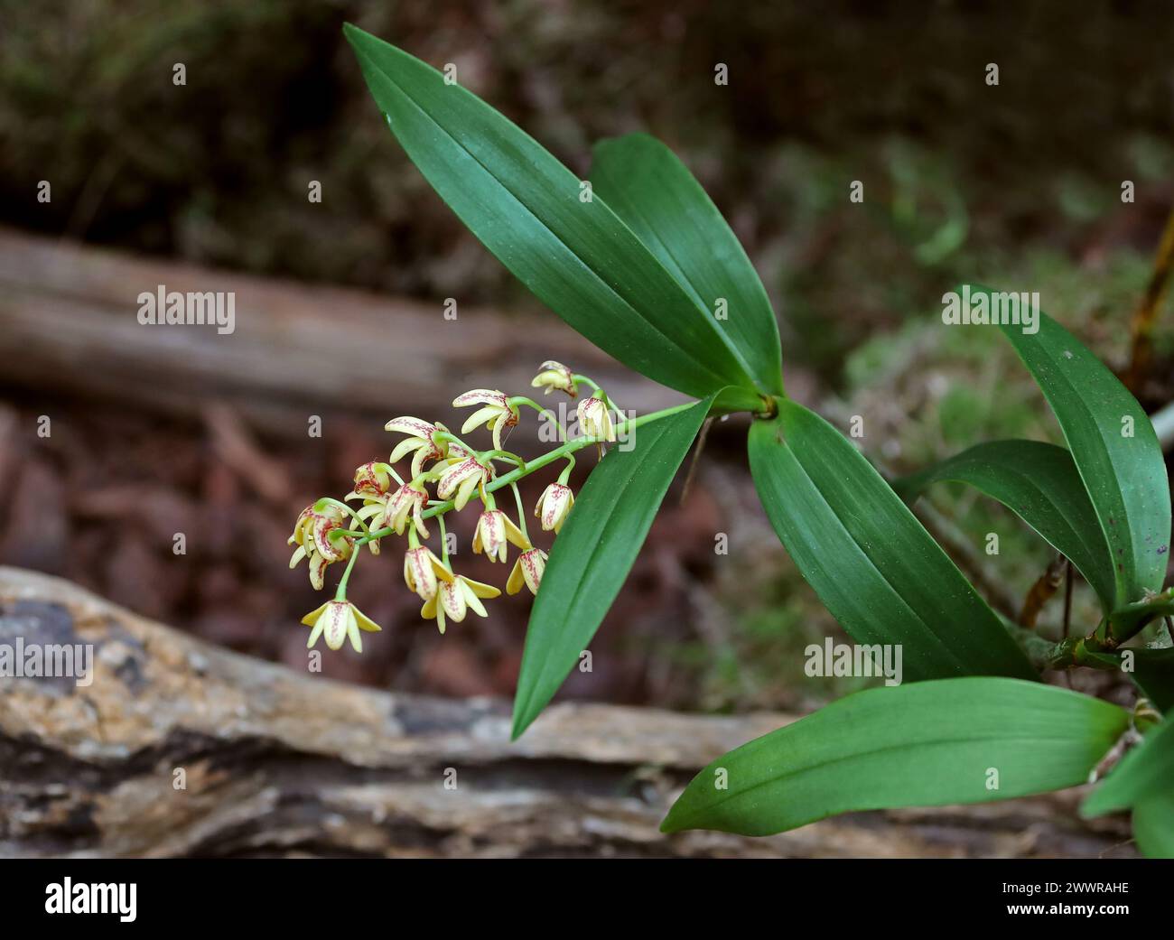 Blotched Cane Orchid or Yellow Cane Orchid, Dendrobium gracilicaule, Epidendroideae, Orchidaceae. Stock Photo