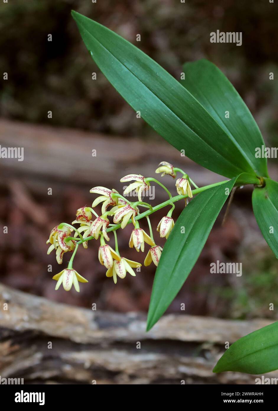 Blotched Cane Orchid or Yellow Cane Orchid, Dendrobium gracilicaule, Epidendroideae, Orchidaceae. Stock Photo