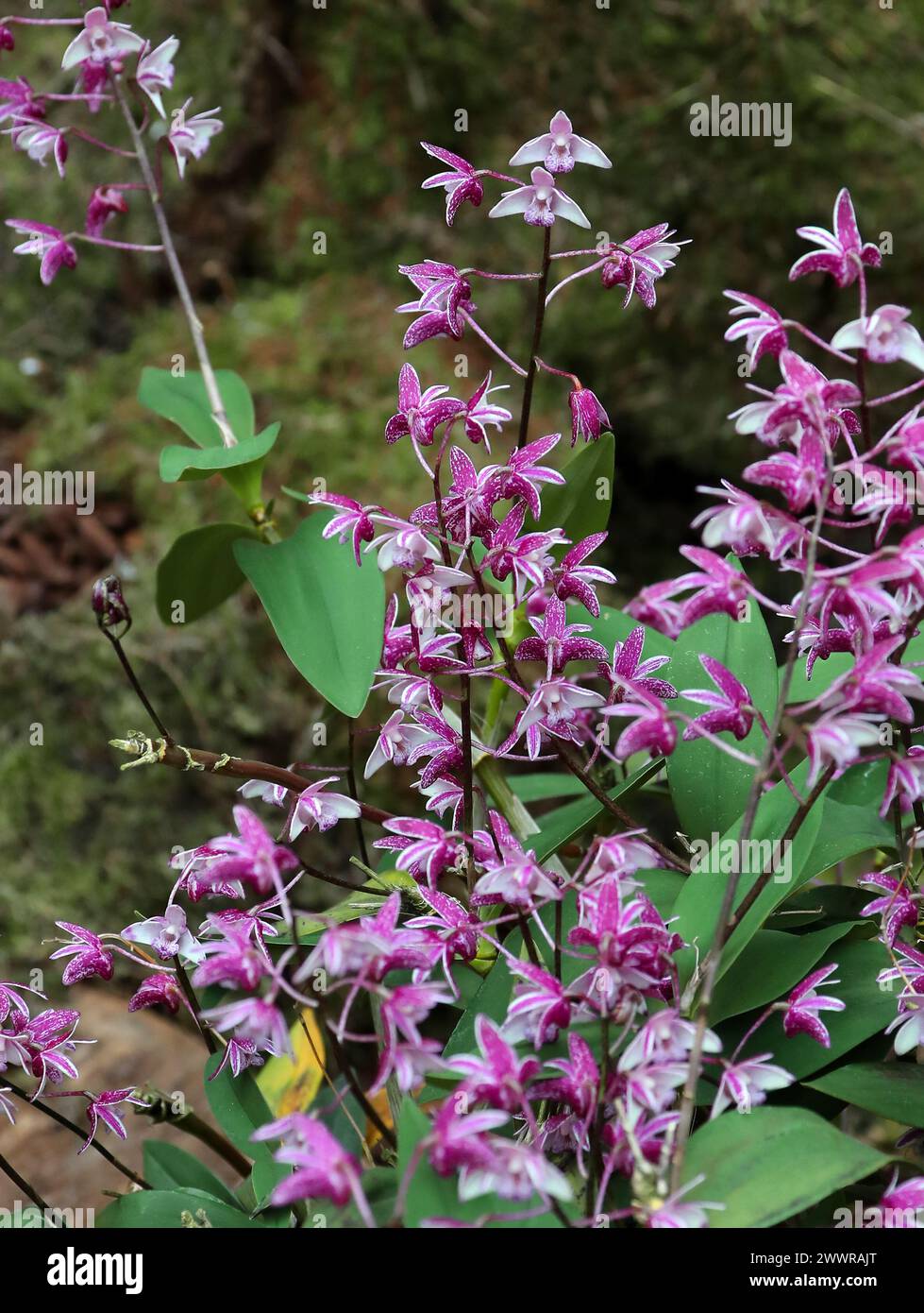 Orchid, Dendrobium suffusum, Orchidaceae. Stock Photo