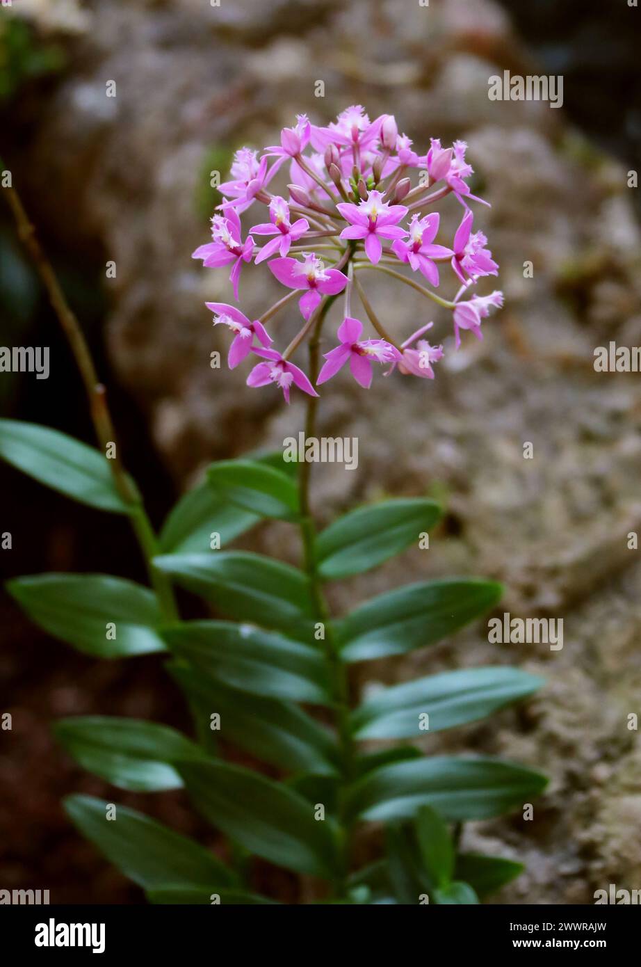 Pink Crucifix Orchid, Epidendrum ibaguense, Epidendroideae, Orchidaceae. Stock Photo