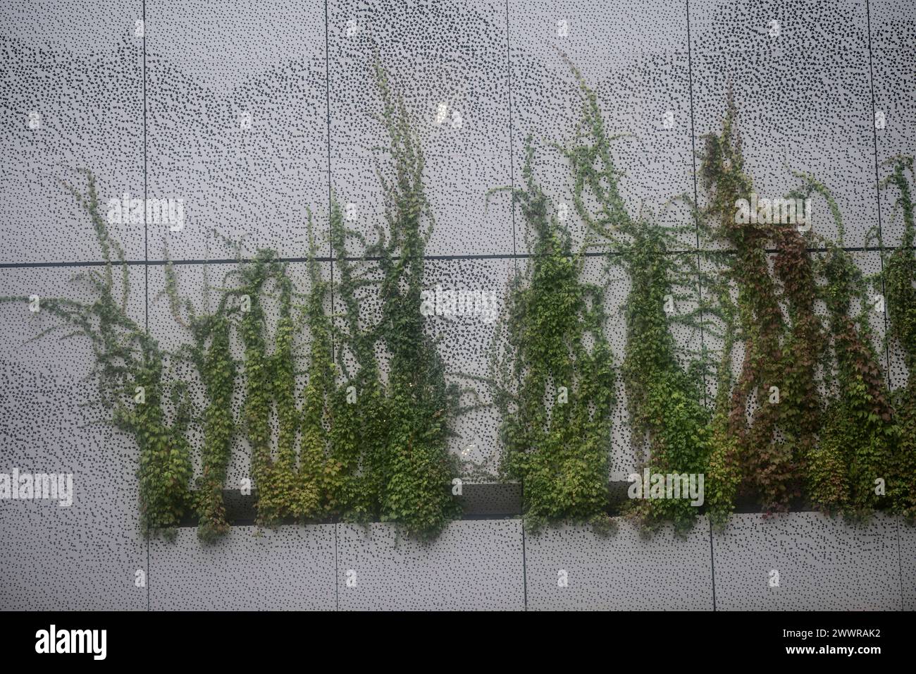 Plants growing out of walls hi-res stock photography and images - Alamy