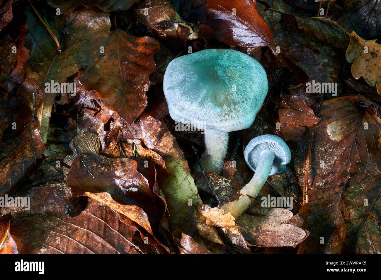 Clitocybe odora, blue green anise mushroom or aniseed toadstool Stock Photo