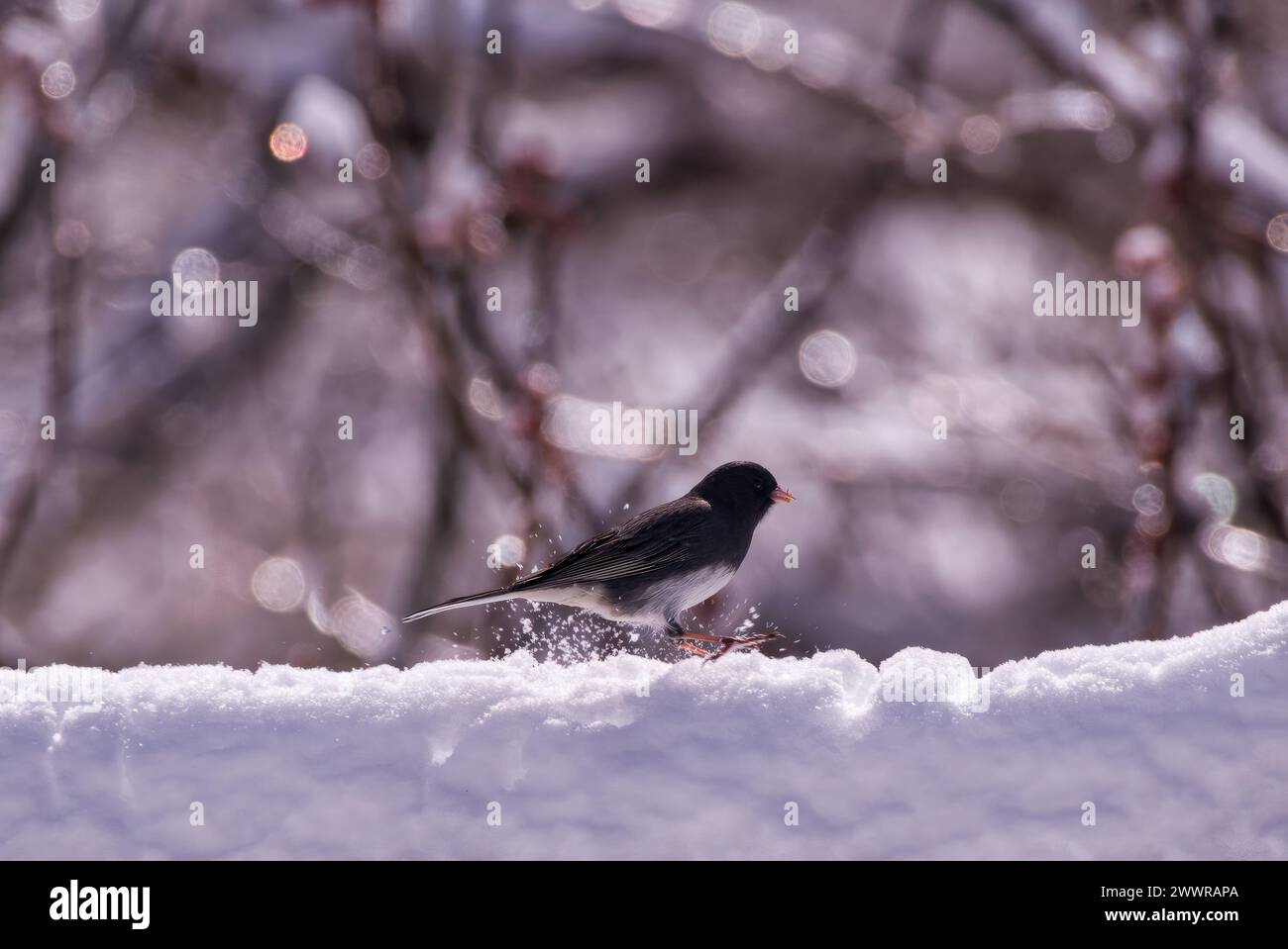 A Dark-eyed Junco perched on snowy hilltop Stock Photo