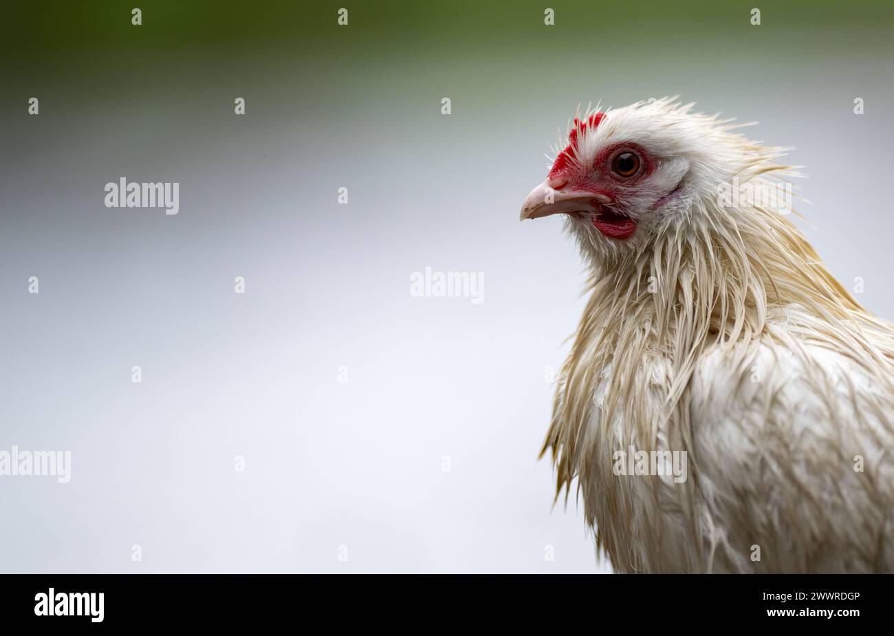 Bedraggled looking chicken after being outside in the rain. North Yorkshire, UK. Stock Photo
