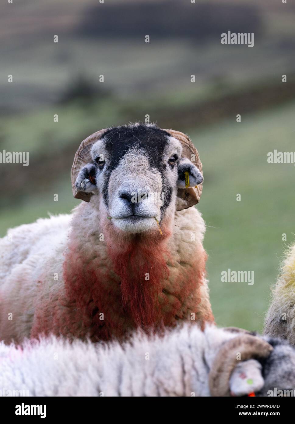 Swaledale ram in with flock of ewes at 'tupping time' in the autumn when the ewes are served. North Yorkshire, UK. Stock Photo