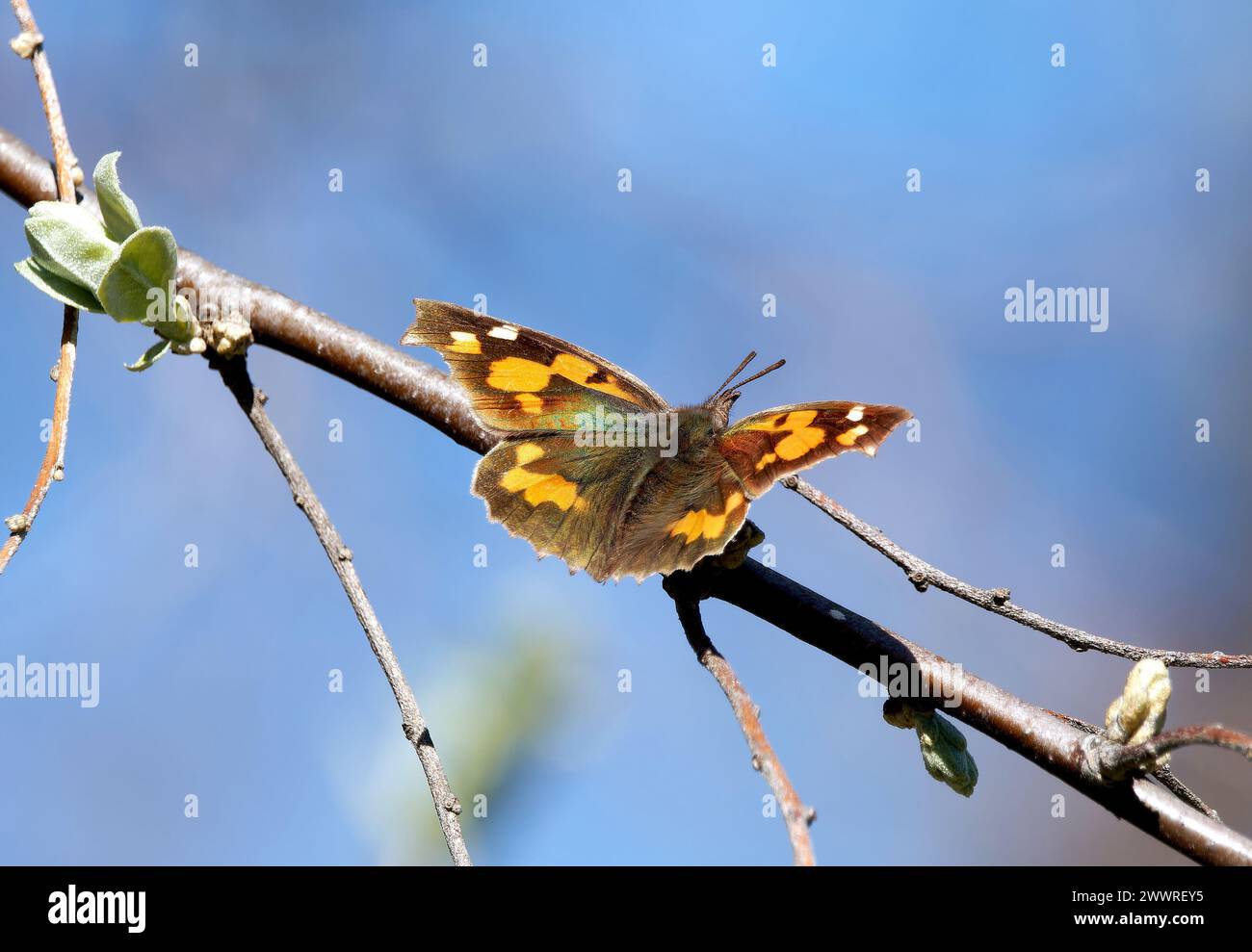 European beak or nettle-tree butterfly, Zürgelbaumfalter, Échancré, Libythea celtis, csőröslepke, Hungary, Magyarország, Europe Stock Photo