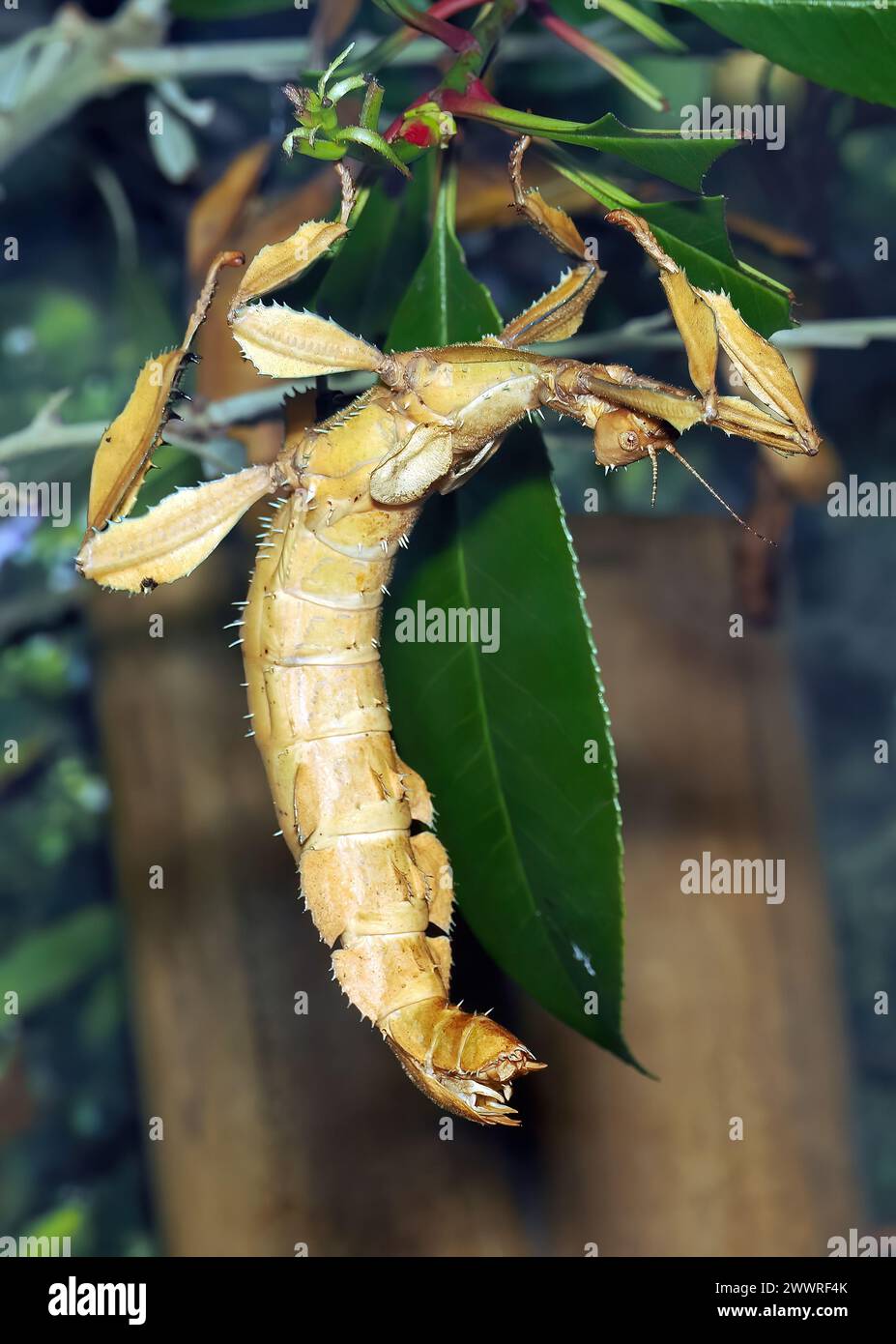 spiny leaf insect, giant prickly stick insect, Australian walking stick