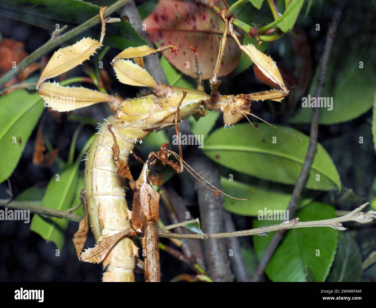 spiny leaf insect, giant prickly stick insect, Australian walking stick, Australische