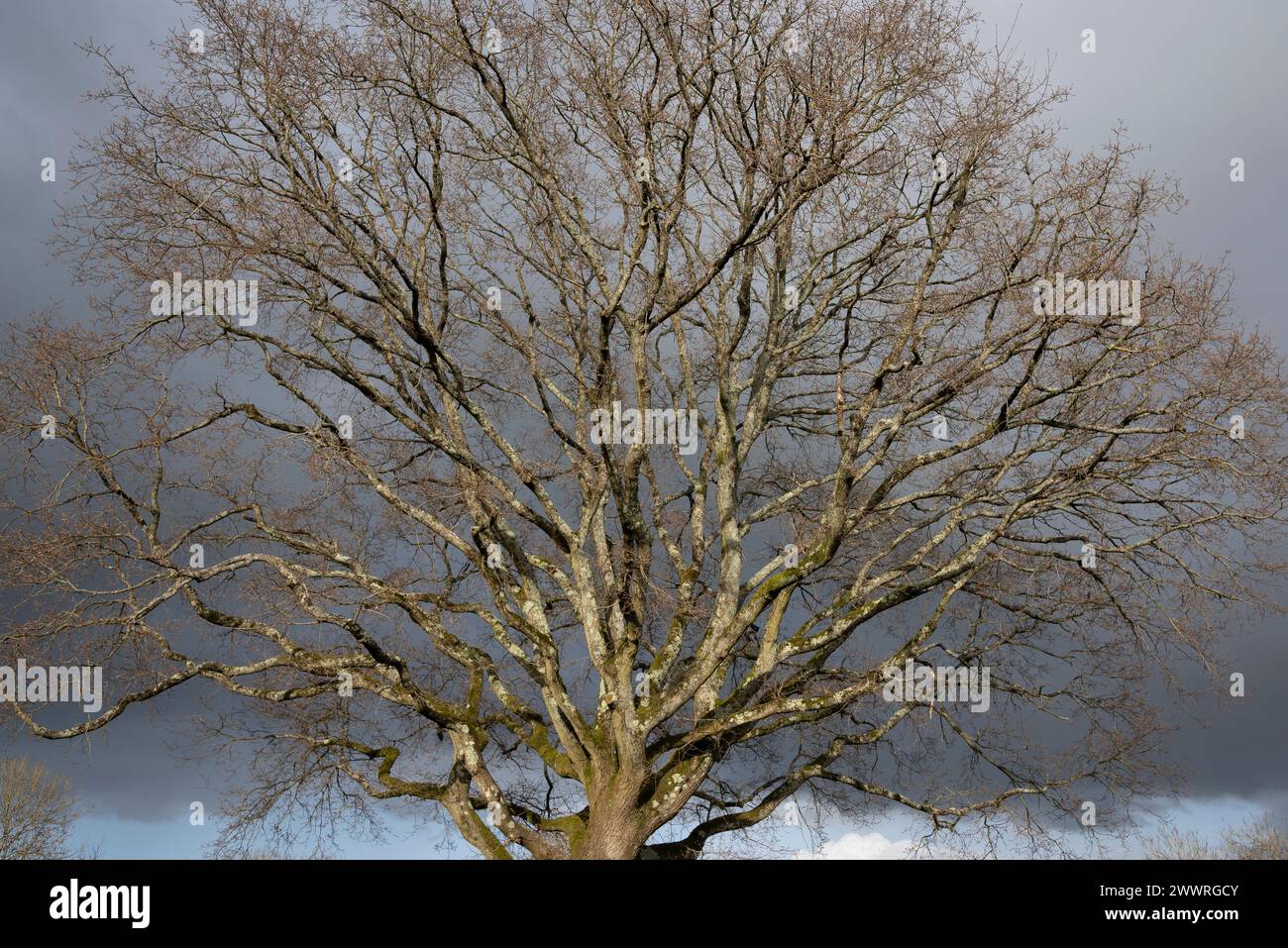 Leafless tree in winter Stock Photo