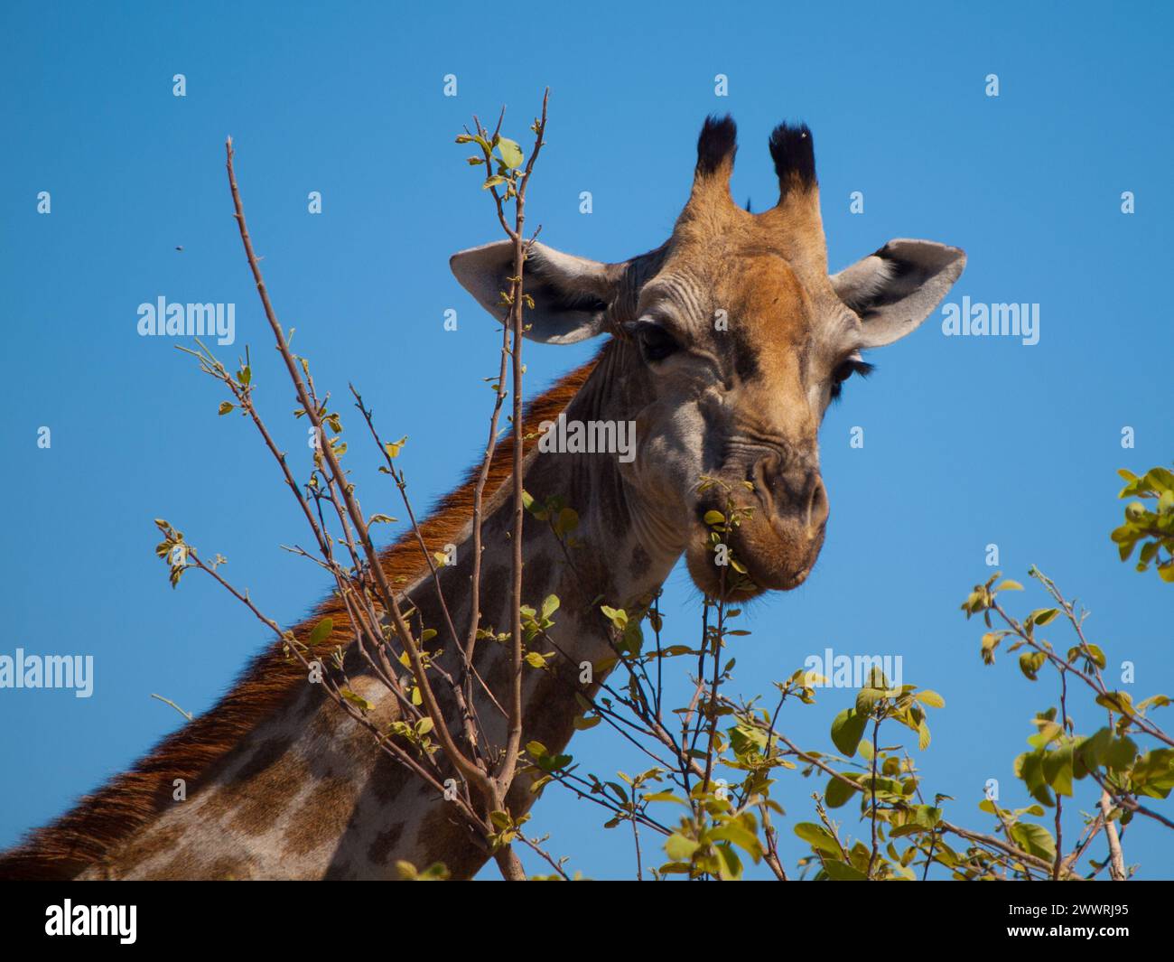 Portrait of eating giraffe on safari wild drive Stock Photo