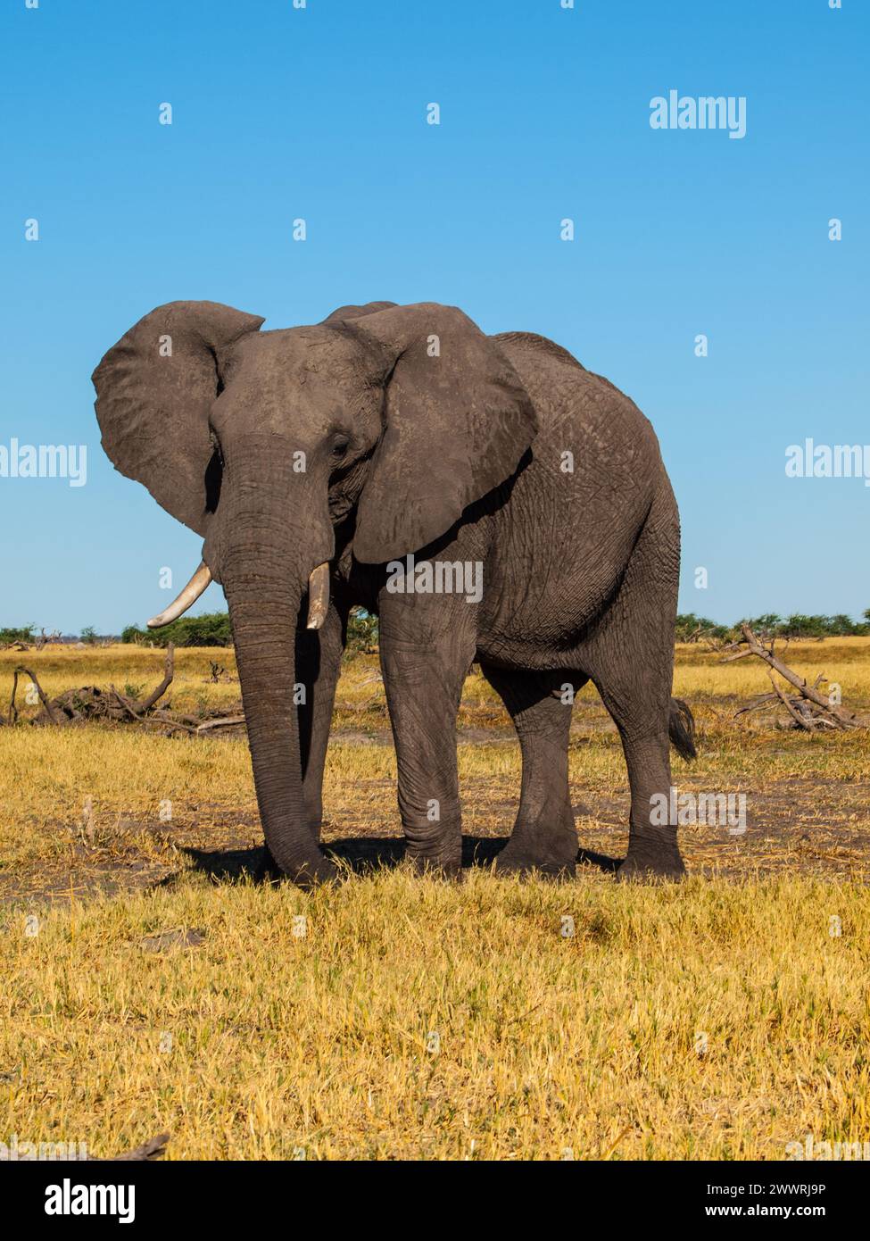 Standing african elephant in sunny day Stock Photo - Alamy