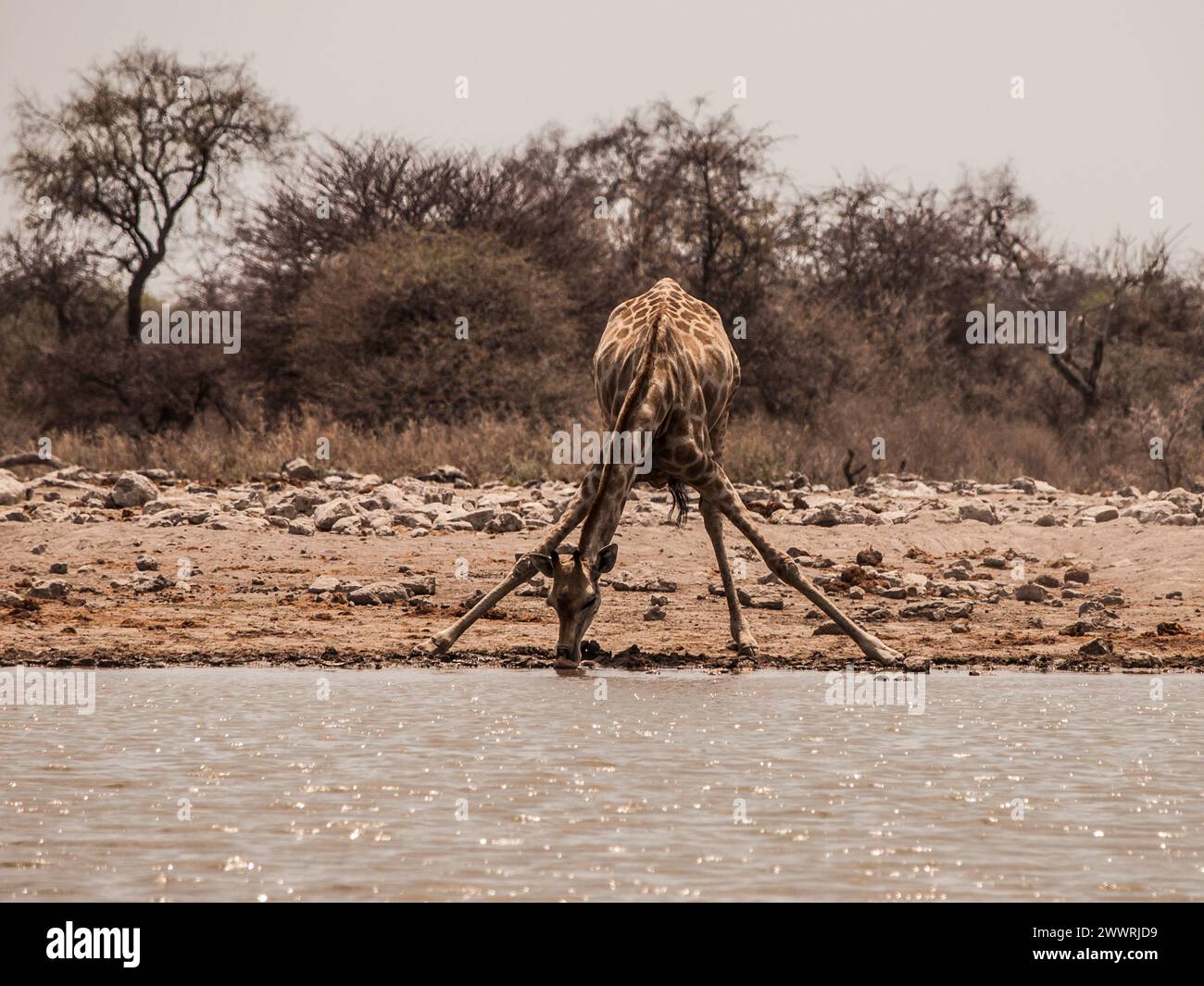 Thirsty giraffe drinking from waterhole (Etosha National Park, Namibia) Stock Photo