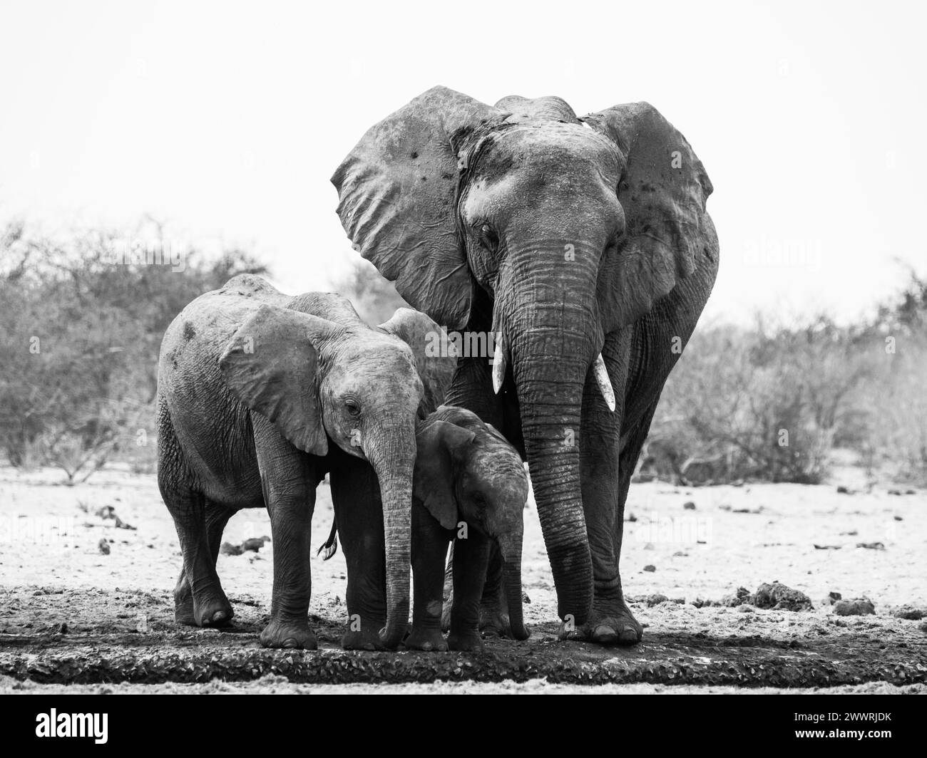 Elephant family in black and white (Etosha National Park, Namibia) Stock Photo