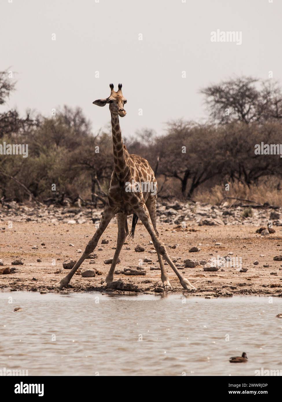 Thirsty giraffe drinking from waterhole (Etosha National Park, Namibia) Stock Photo