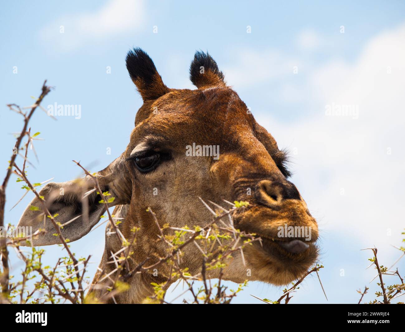Portrait of eating giraffe on safari wild drive Stock Photo
