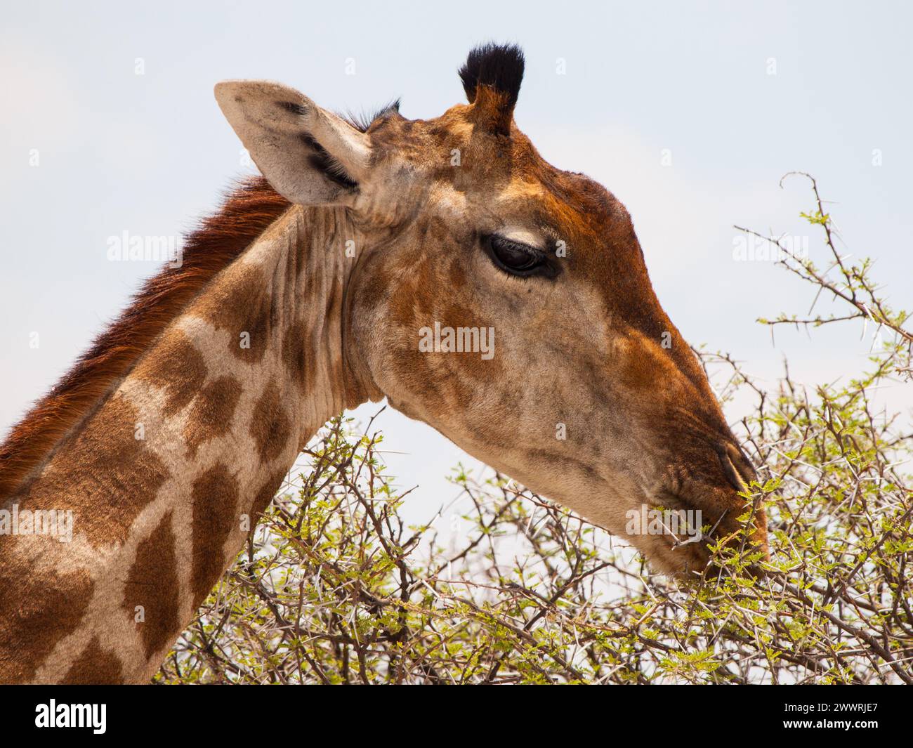 Portrait of eating giraffe on safari wild drive Stock Photo