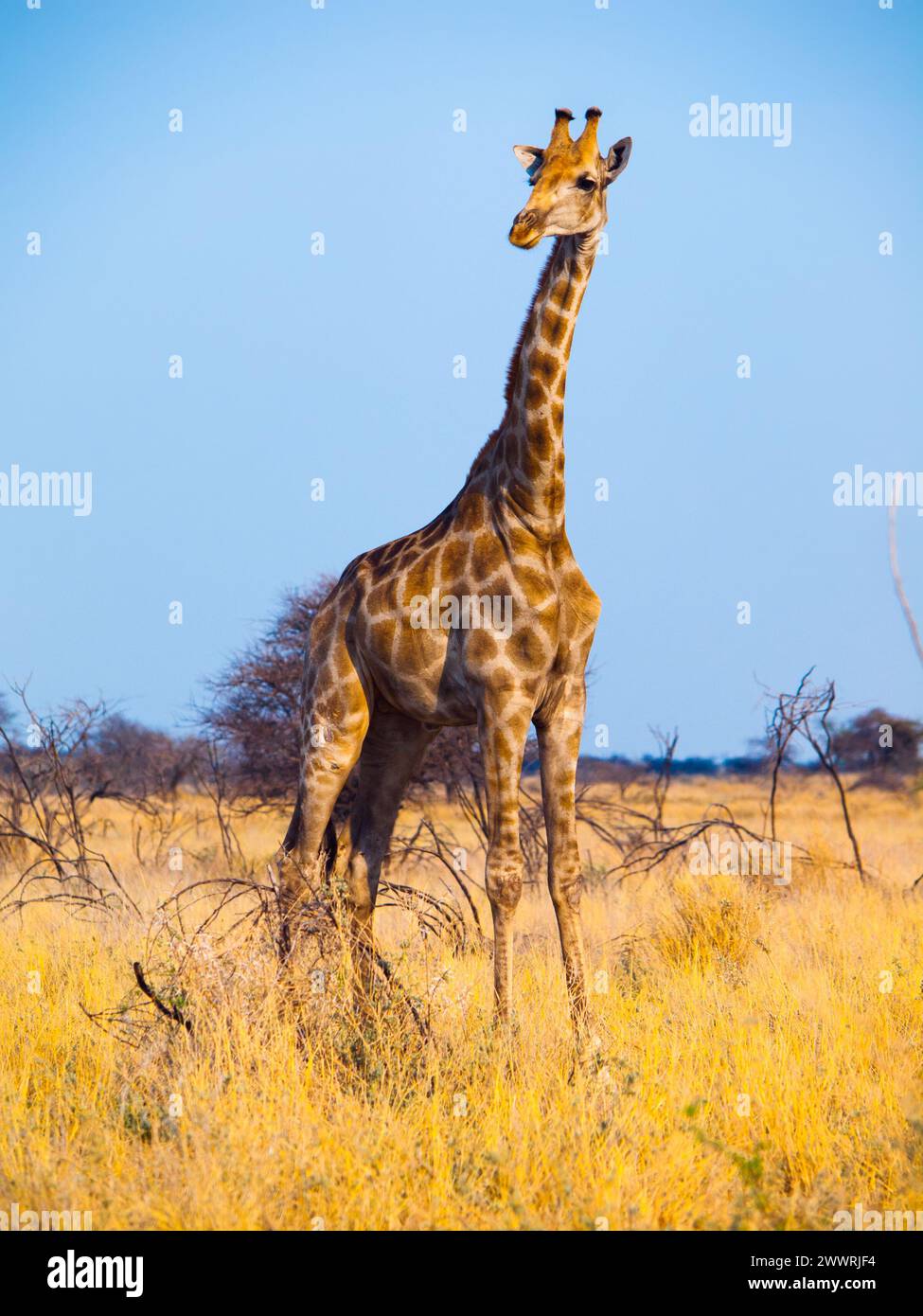 Giraffe standinf in yellow dry grass of savanna Stock Photo