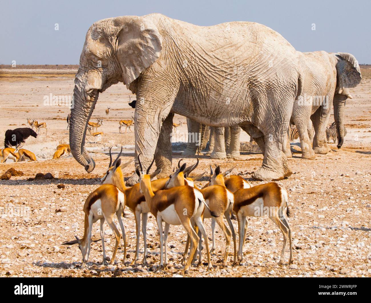 Many elephants and impalas at crowded waterhole Nebrownii, Etosha National Park, Namibia Stock Photo