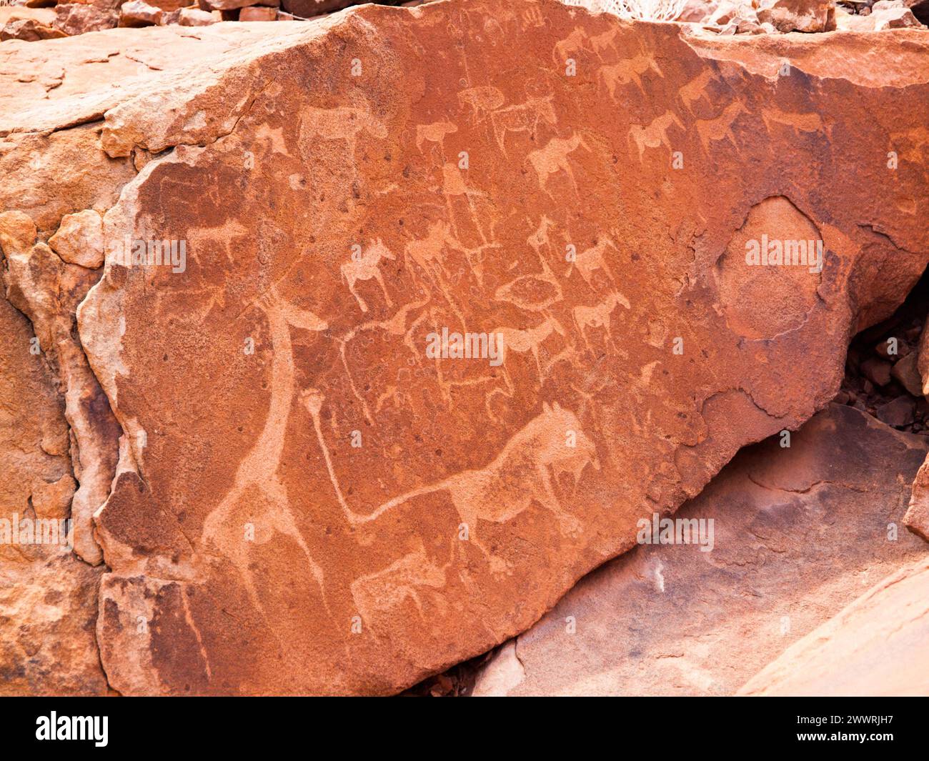 Bushman engravings in the granite rock, Twyfelfontein UNESCO World Heritage Site, Kunene Region, Damaraland, Namibia, Africa. Stock Photo