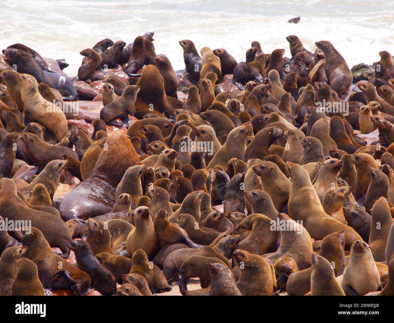 Brown Fur Seal colony at Cape Cross in Namibia (Arctocephalus pusillus) Stock Photo