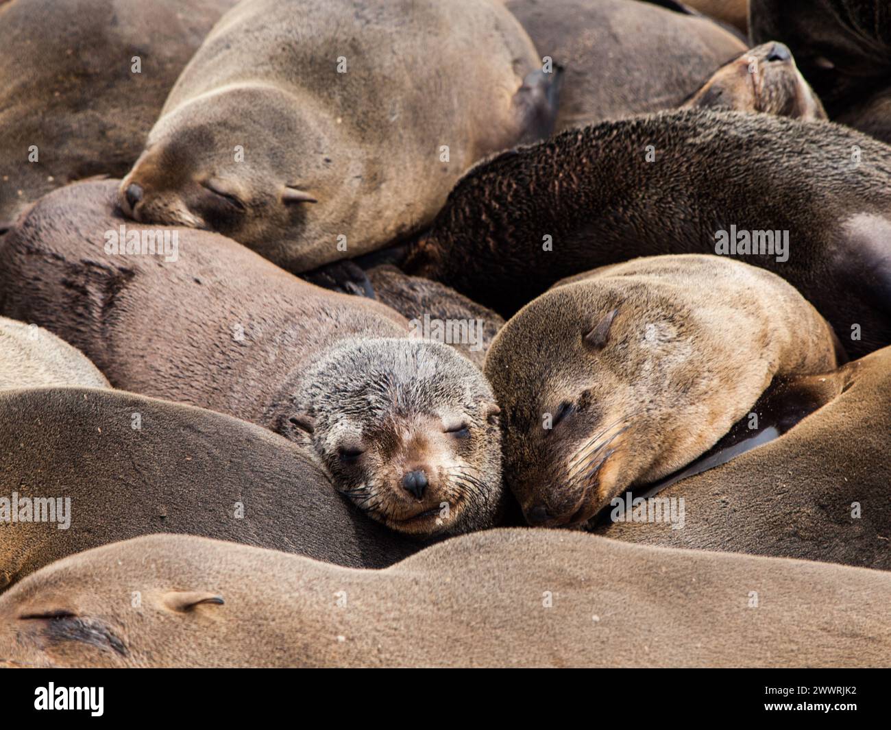 Sleeping brown fur seals (Arctocephalus pusillus) Stock Photo