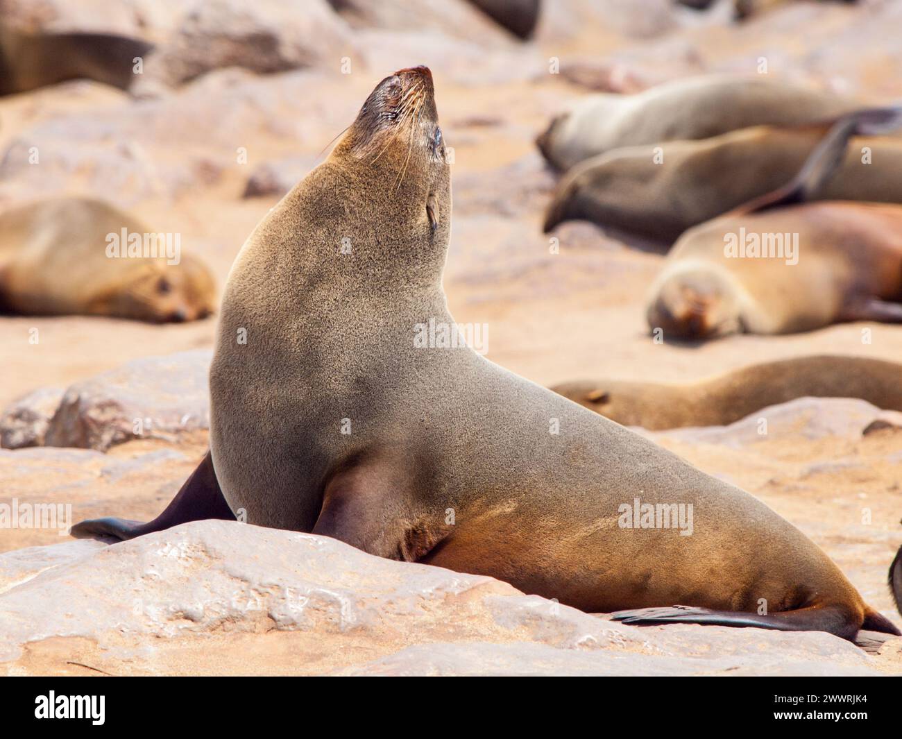 Close-up view of brown fur seal, Cape Cross Colony, Skeleton Coast, Namibia, Africa. Stock Photo