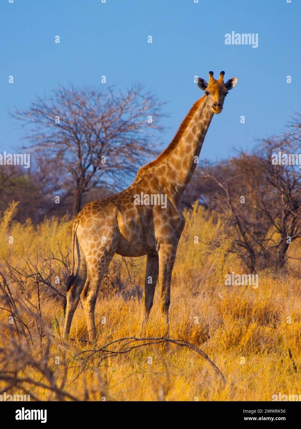 Giraffe standinf in yellow dry grass of savanna Stock Photo