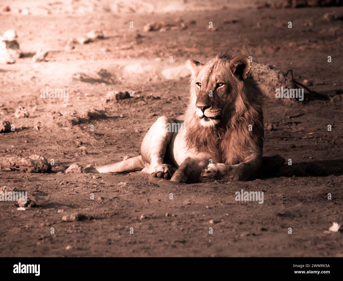 Male lion having rest hi-res stock photography and images - Alamy