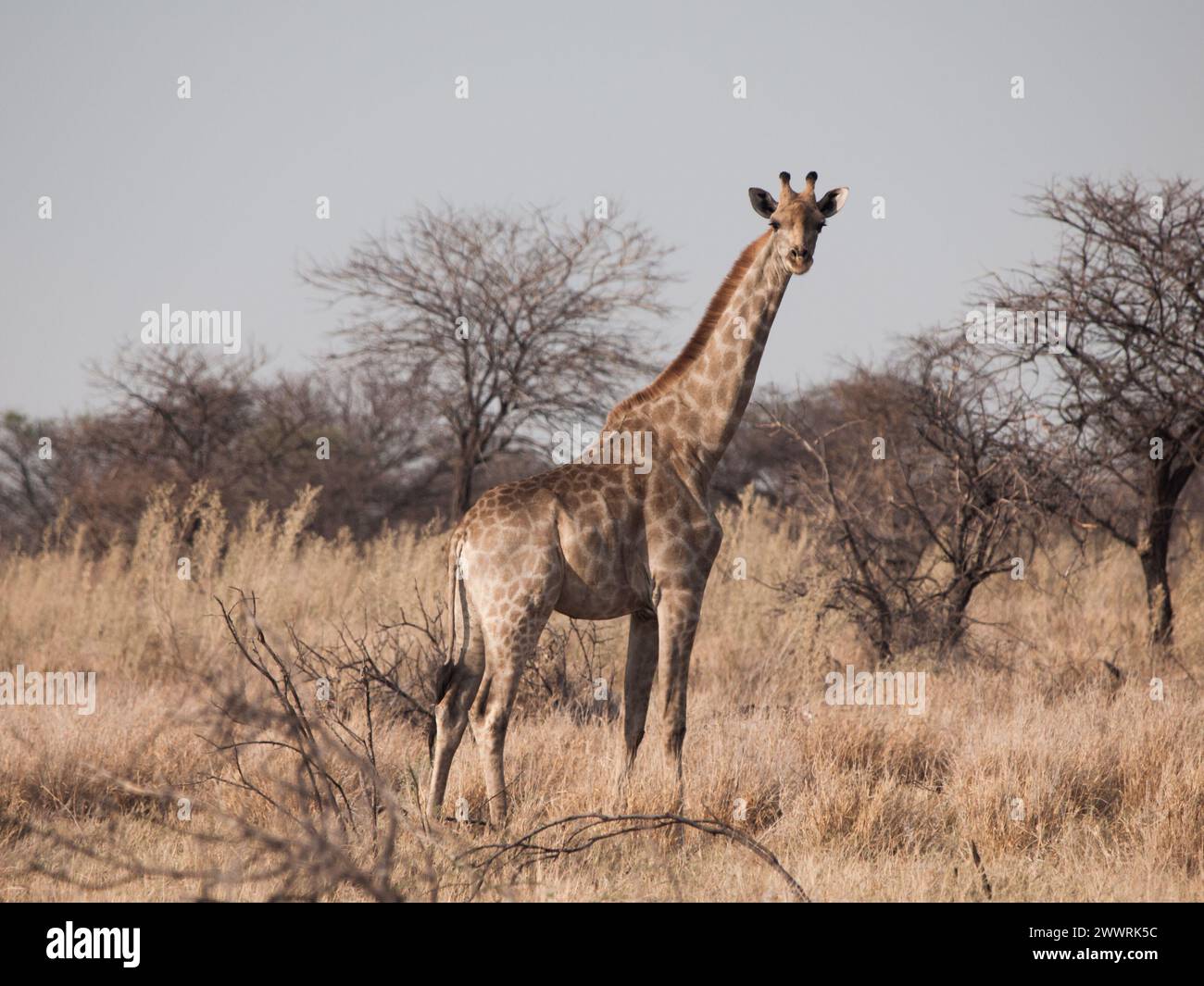 Giraffe standinf in yellow dry grass of savanna Stock Photo