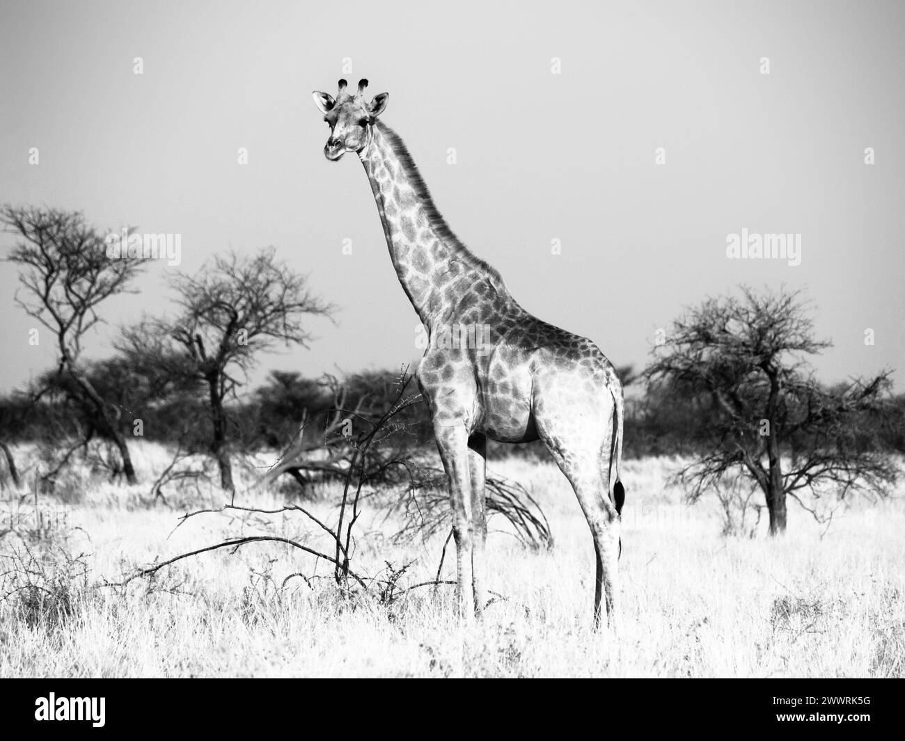Giraffe standinf in yellow dry grass of savanna. Black and white image