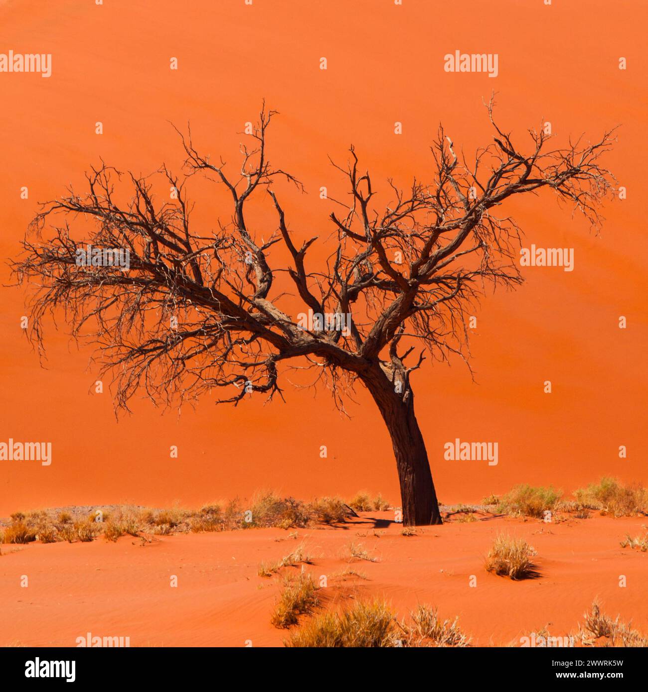 Acacia tree in front of Dune 45 in Namid desert (Namib Naukluft ...