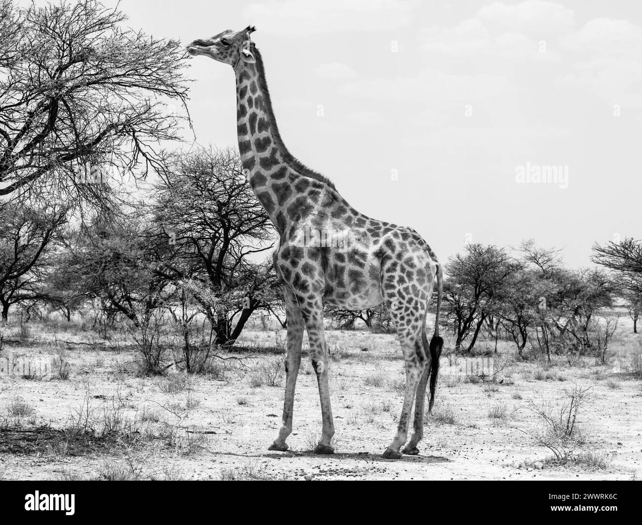 Eating giraffe on safari wild drive. Black and white image. Stock Photo