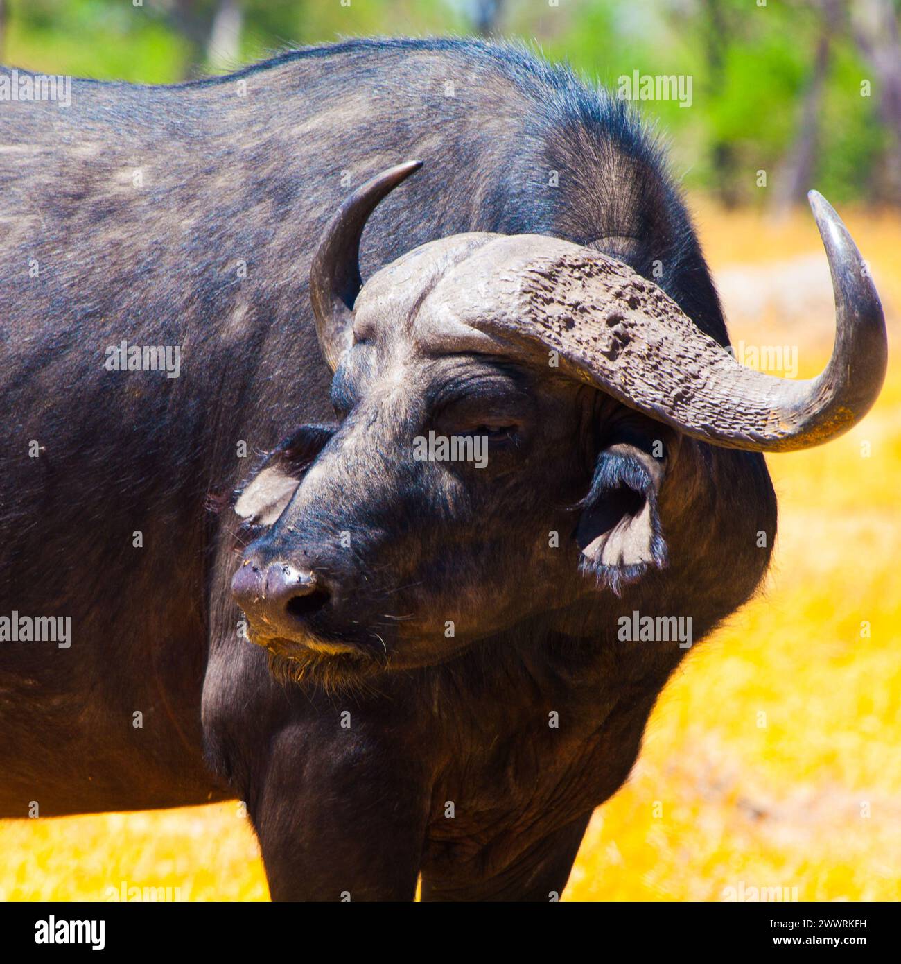 Head angry buffalo botswana hi-res stock photography and images - Alamy