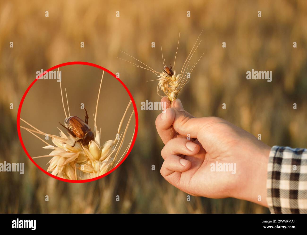 Infection of wheat with Anisoplia austriaca  beetle. The farmer is holding a wheat ear with a beetle in his hand. Stock Photo