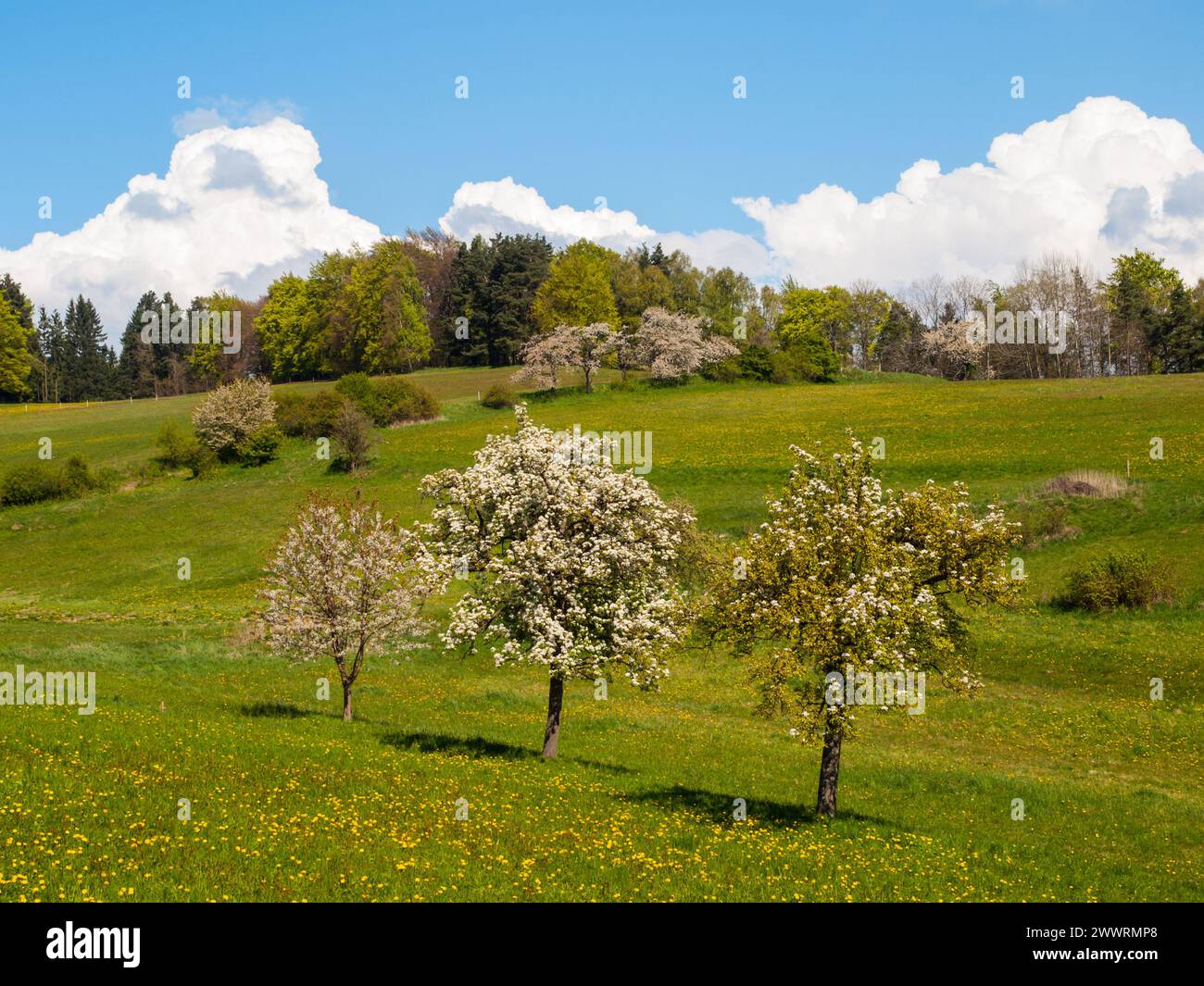 Meadow blooming cherry trees in hi-res stock photography and images - Alamy