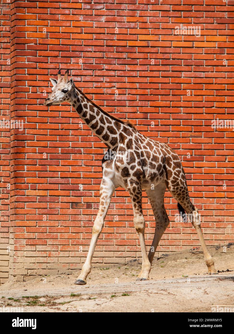 Young girafe in front of the brick wall Stock Photo