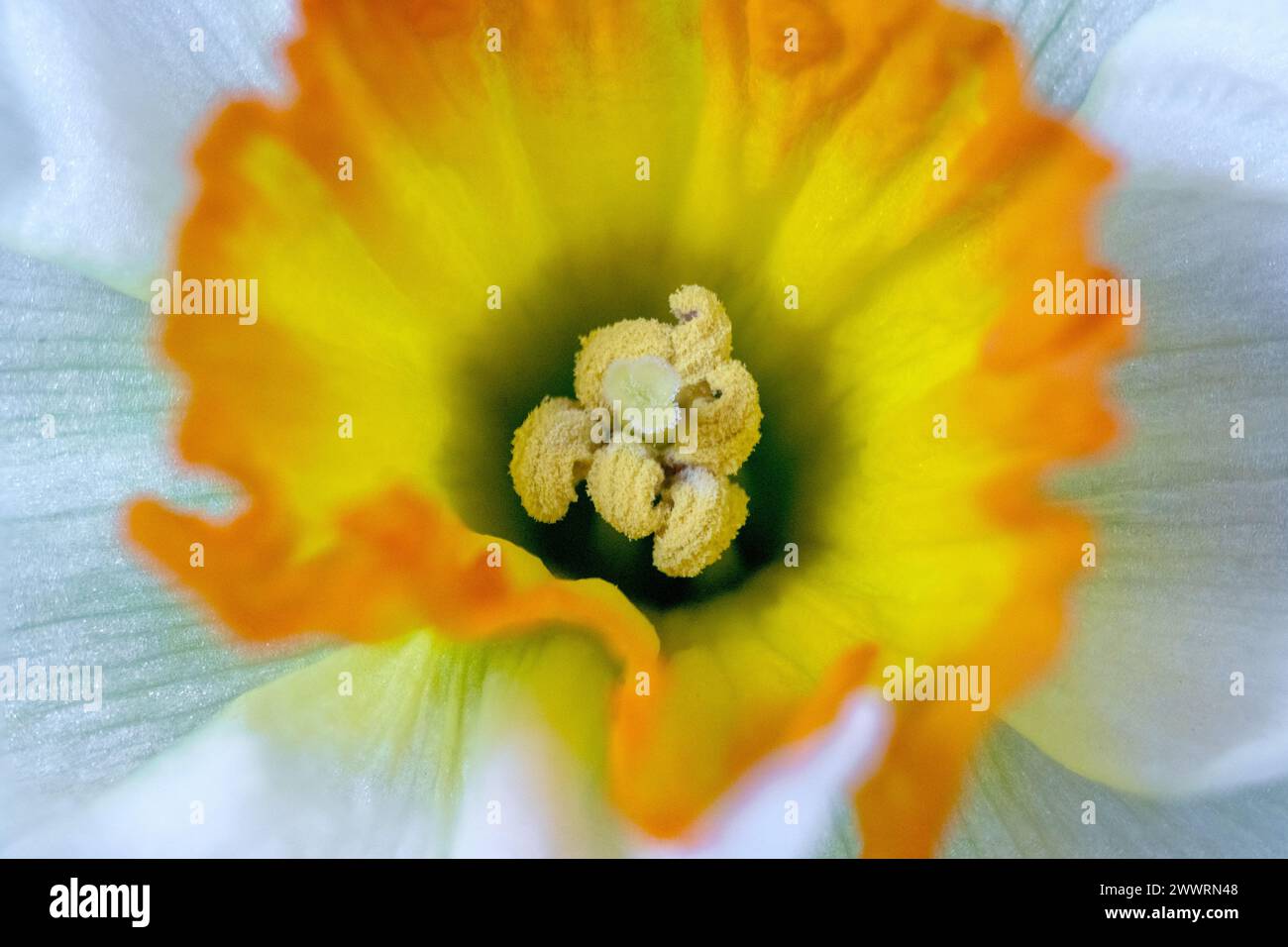 Brighton, March 25th 2024: Close up photo of a daffodil N.B. THIS IS A FOCUS-STACKED PHOTO Stock Photo
