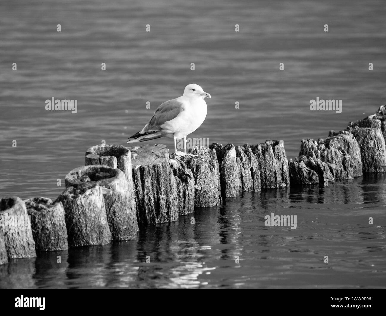 Seagull sitting on a pillar at sunset time. Black and white image. Stock Photo