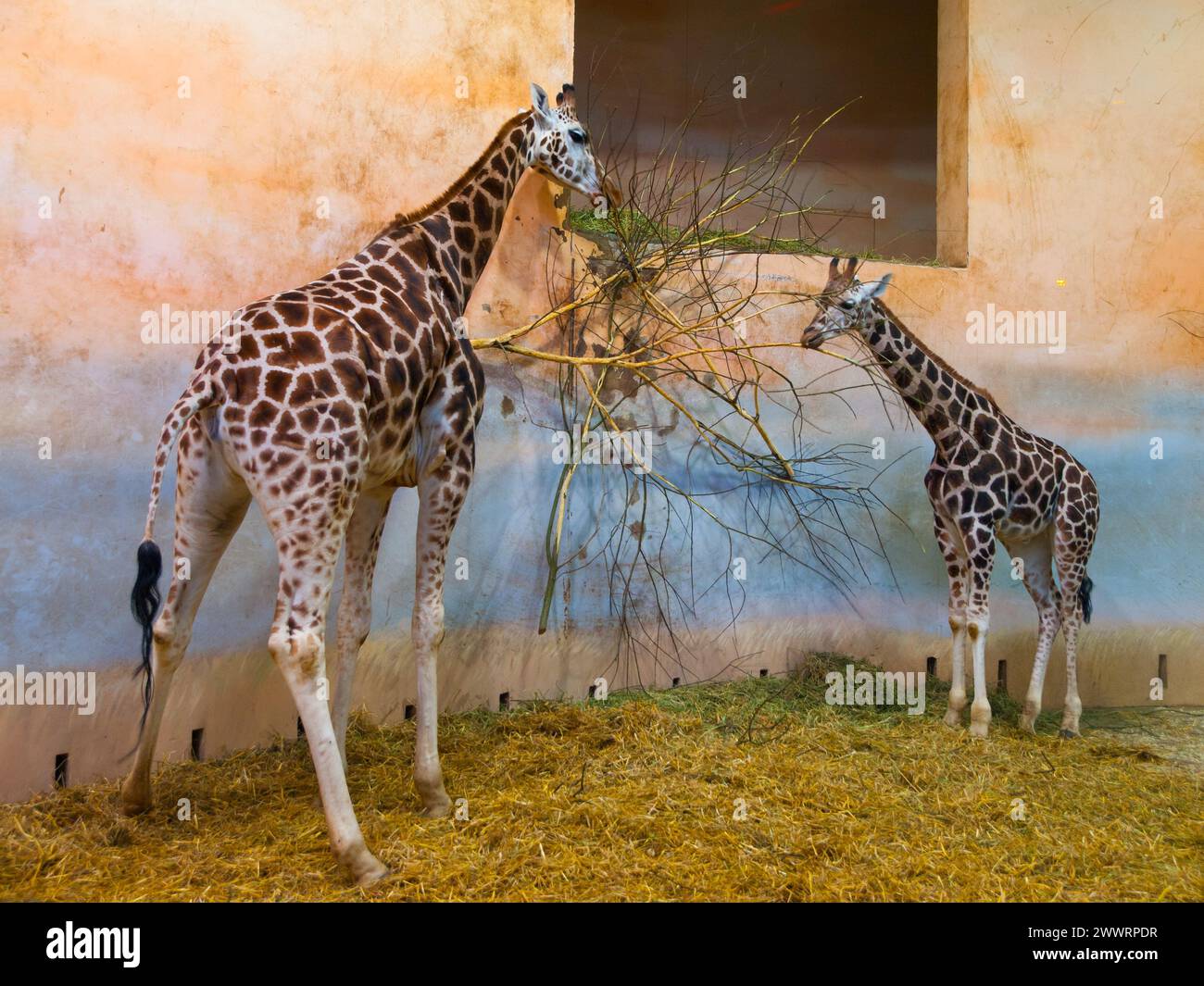 Two giraffes eating in the zoo, indoor photo Stock Photo