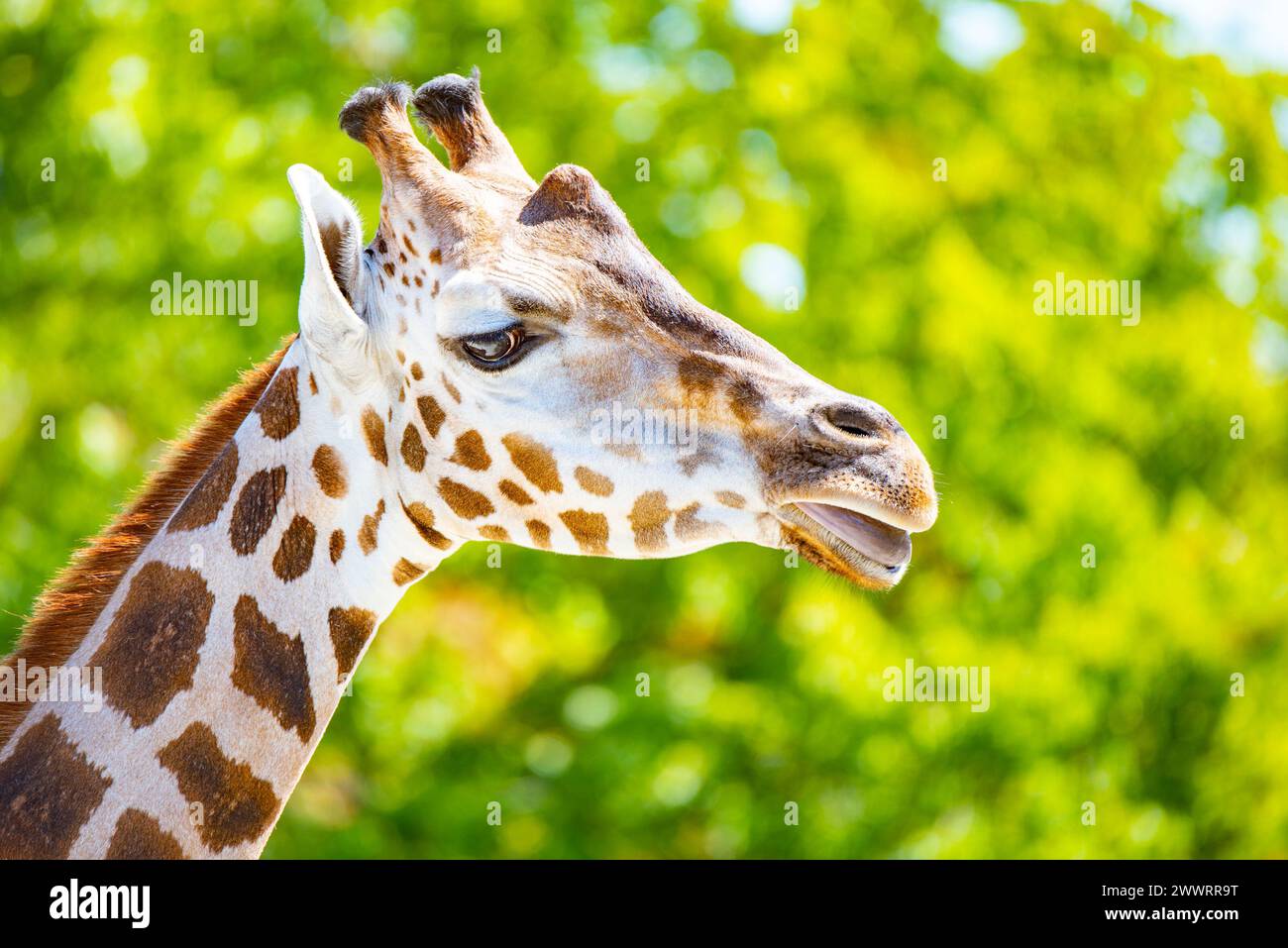 Giraffe head close-up. Deatiled view of african wildlife. Stock Photo