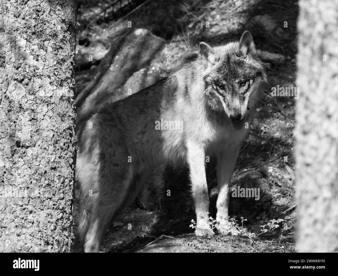 Wolf behind tree black and white stock photos images alamy