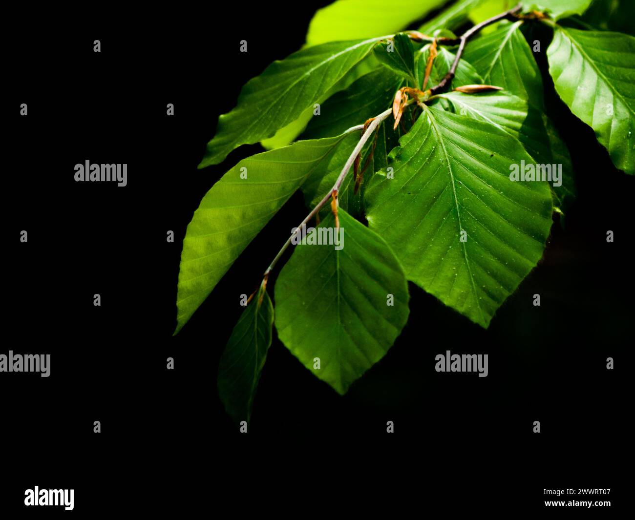 Natural texture beech leaves hi-res stock photography and images - Alamy
