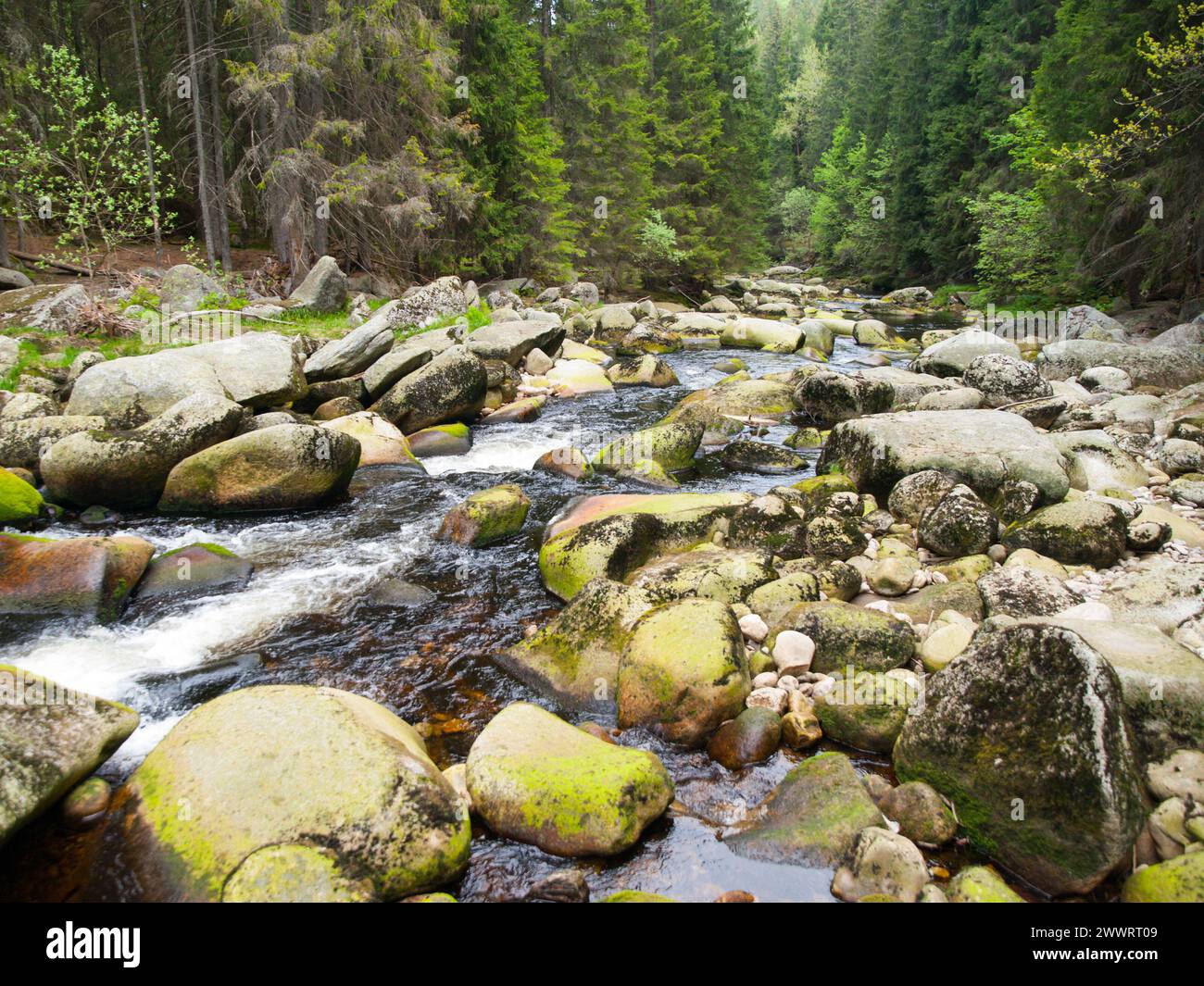 Mossy rocks in the wild stream of Vydra river Sumava National Park Bohemian Forest Czech Republic Stock Photo Alamy